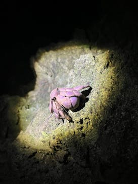 石垣島 ADVENTURE PiPi（イシガキジマアドベンチャーピピ）に投稿された画像（2023/12/16）