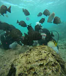 沖縄マリンサービス碧に投稿された画像（2023/12/16）