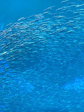 仙台うみの杜水族館に投稿された画像（2023/12/16）