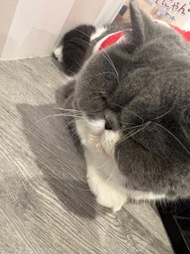 猫カフェモカ　立川店に投稿された画像（2023/12/16）
