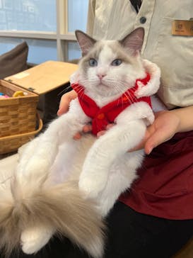 猫カフェモカ　立川店に投稿された画像（2023/12/16）