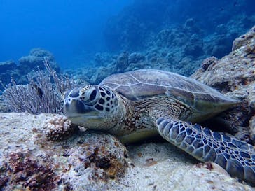 石垣島 ADVENTURE PiPi（イシガキジマアドベンチャーピピ）に投稿された画像（2023/12/16）