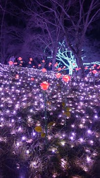 さがみ湖MORI MORIに投稿された画像（2023/12/16）