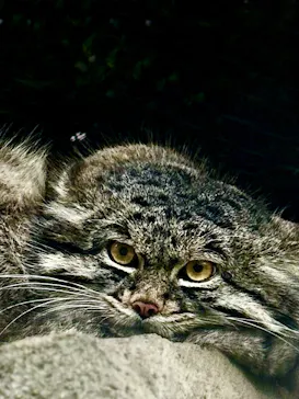 神戸どうぶつ王国に投稿された画像（2023/12/16）