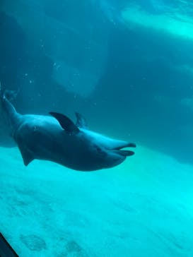 名古屋港水族館に投稿された画像（2023/12/16）