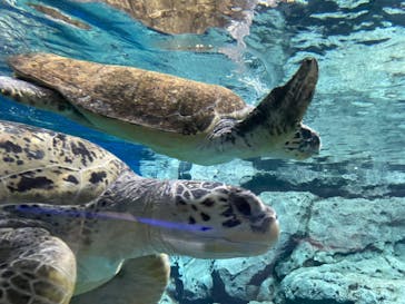 名古屋港水族館に投稿された画像（2023/12/16）