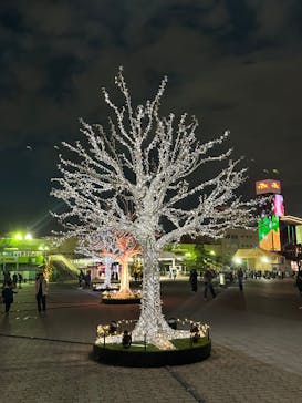 東京メガイルミに投稿された画像（2023/12/16）