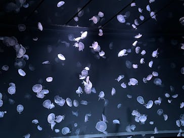 サンシャイン水族館に投稿された画像（2023/12/16）