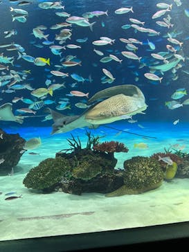 サンシャイン水族館に投稿された画像（2023/12/16）