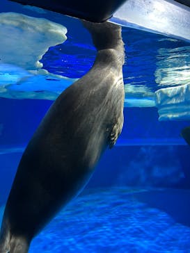 サンシャイン水族館に投稿された画像（2023/12/16）