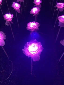 東京メガイルミに投稿された画像（2023/12/16）