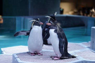 AOAO SAPPOROに投稿された画像（2023/12/16）