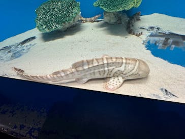 アクアワールド茨城県大洗水族館に投稿された画像（2023/12/16）