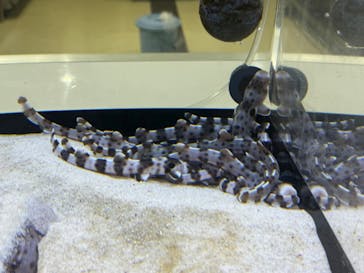 アクアワールド茨城県大洗水族館に投稿された画像（2023/12/16）