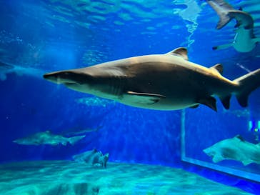 アクアワールド茨城県大洗水族館に投稿された画像（2023/12/16）