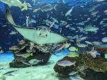 サンシャイン水族館に投稿された画像（2023/12/17）