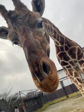 那須サファリパークに投稿された画像（2023/12/16）