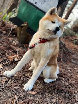 一般社団法人ヘルスケアデザイン秋田に投稿された画像（2023/12/17）