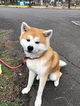 一般社団法人ヘルスケアデザイン秋田に投稿された画像（2023/12/17）