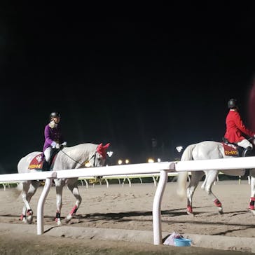 東京メガイルミに投稿された画像（2023/12/17）