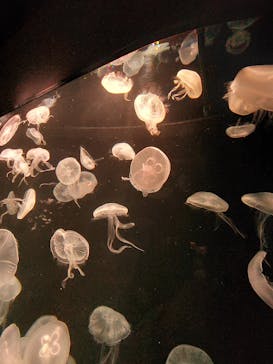 AOAO SAPPOROに投稿された画像（2023/12/17）