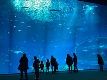 アクアワールド茨城県大洗水族館に投稿された画像（2023/12/17）