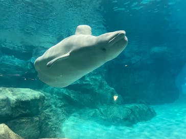 名古屋港水族館に投稿された画像（2023/12/17）