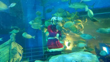 しながわ水族館に投稿された画像（2023/12/17）