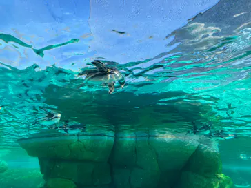 天王寺動物園に投稿された画像（2023/12/17）