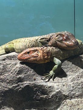 サンシャイン水族館に投稿された画像（2023/12/17）