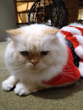 猫カフェモカ　新宿店に投稿された画像（2023/12/17）