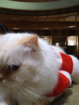 猫カフェモカ　新宿店に投稿された画像（2023/12/17）