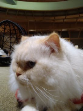 猫カフェモカ　新宿店に投稿された画像（2023/12/17）