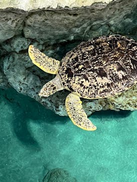 名古屋港水族館に投稿された画像（2023/12/17）