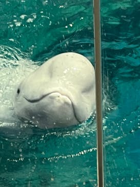 名古屋港水族館に投稿された画像（2023/12/17）