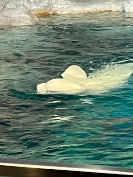 名古屋港水族館に投稿された画像（2023/12/17）