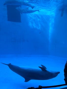 名古屋港水族館に投稿された画像（2023/12/17）