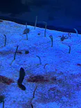 名古屋港水族館に投稿された画像（2023/12/17）
