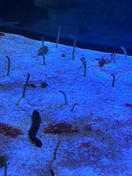 名古屋港水族館に投稿された画像（2023/12/17）