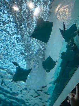 名古屋港水族館に投稿された画像（2023/12/17）