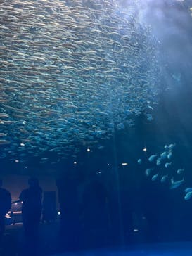 名古屋港水族館に投稿された画像（2023/12/17）