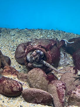大分マリーンパレス水族館 「うみたまご」に投稿された画像（2023/12/17）