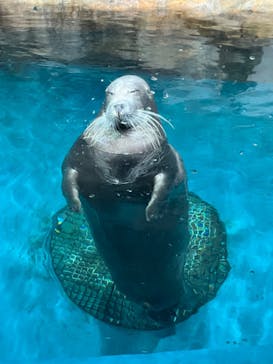 大分マリーンパレス水族館 「うみたまご」に投稿された画像（2023/12/17）