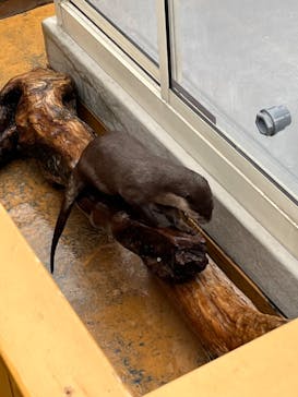 大分マリーンパレス水族館 「うみたまご」に投稿された画像（2023/12/17）