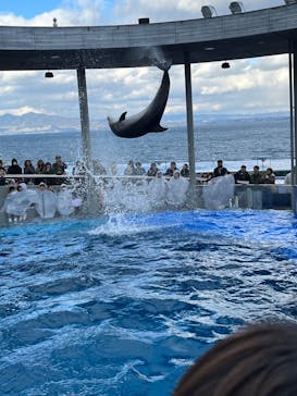 大分マリーンパレス水族館 「うみたまご」に投稿された画像（2023/12/17）