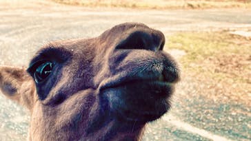 岩手サファリパークに投稿された画像（2023/12/17）