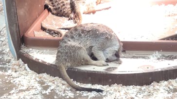 アニタッチみなとみらいに投稿された画像（2023/12/17）