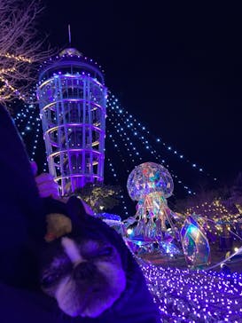 江の島シーキャンドルに投稿された画像（2023/12/17）