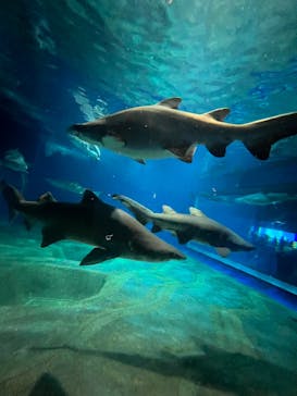 アクアワールド茨城県大洗水族館に投稿された画像（2023/12/17）