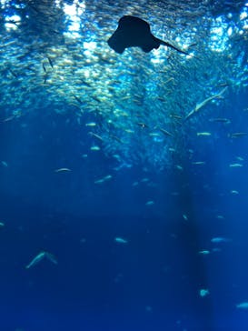 アクアワールド茨城県大洗水族館に投稿された画像（2023/12/17）